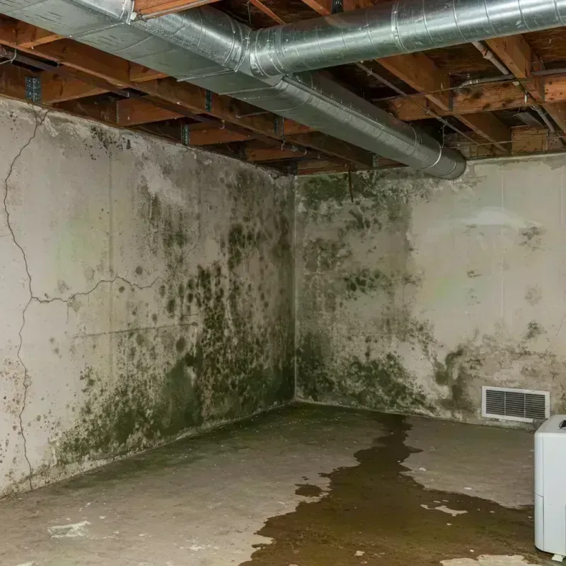 Professional Mold Removal in Marble Hill, MO